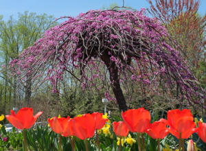 Garden at the entrance to the church
